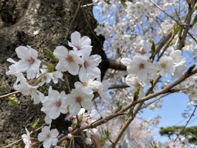 石神井公園　花見　桜