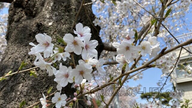 石神井公園　花見　桜